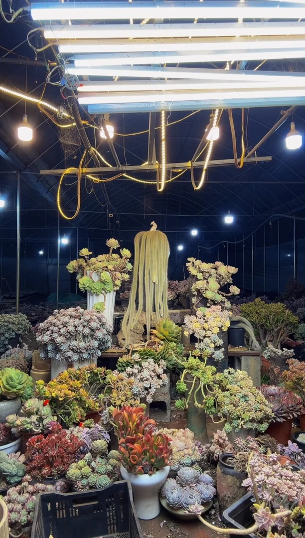 【闪购商品】48号一物一拍默认微瑕不售后