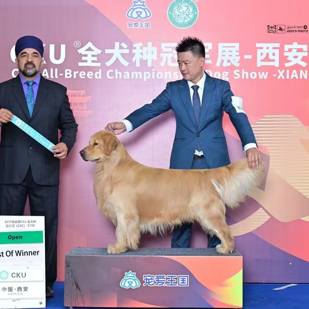 【金宠园金毛犬舍】活体链接