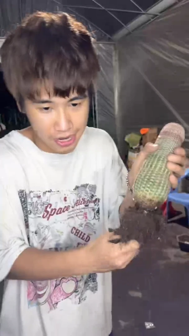 大单头 红太阳【带根】