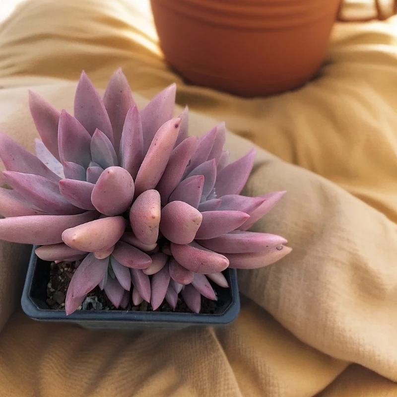 桃花源 多肉植物（满18包邮 直播间展示为准）