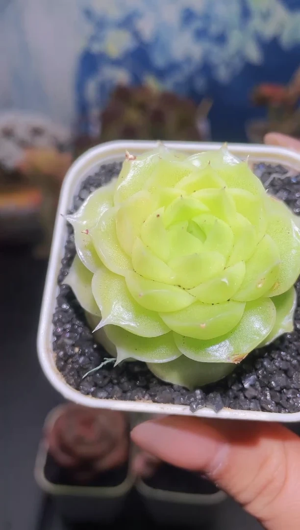 【闪购商品】194水晶之痕