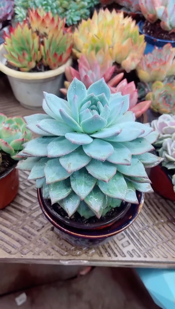 大**子18013多肉植物一物一拍