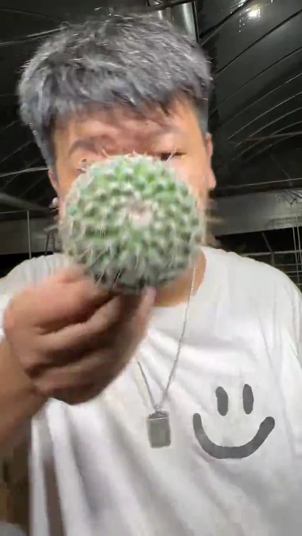 黑寡妇 琳达【实生根】