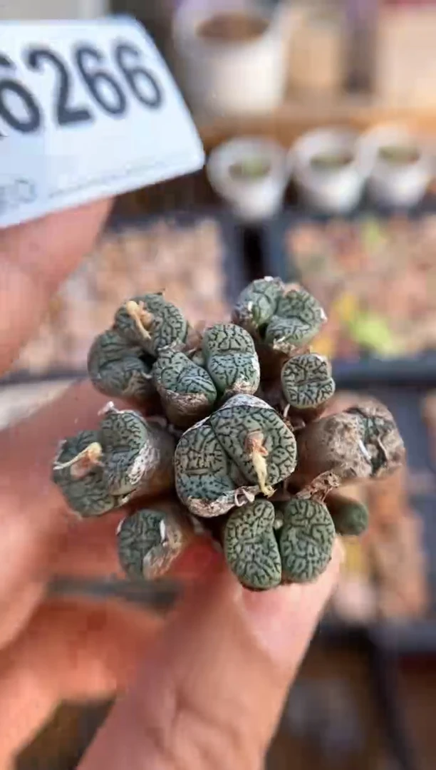 【闪购商品】6266直播一物一拍