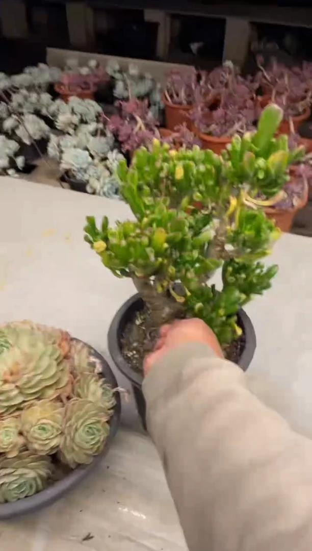 【闪购商品】181吸财树