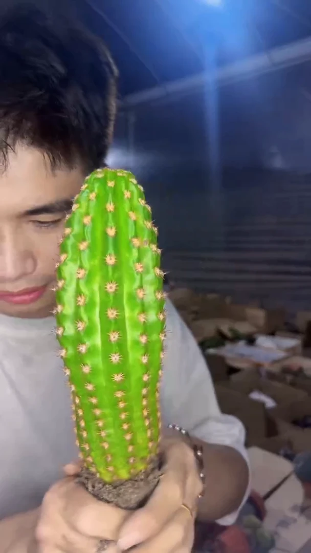 短豪刺 毛花柱【带根】