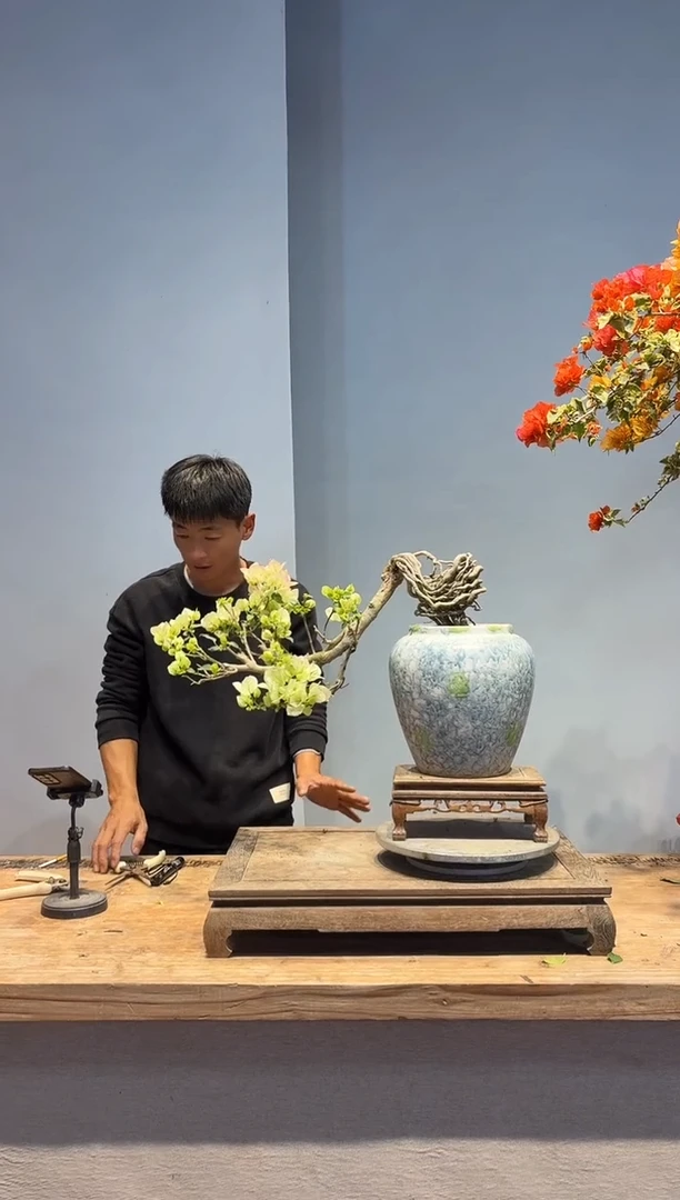 以实际为准三角梅25