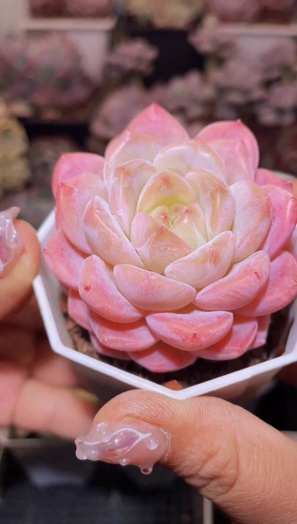 【闪购商品】009糖衣炮弹