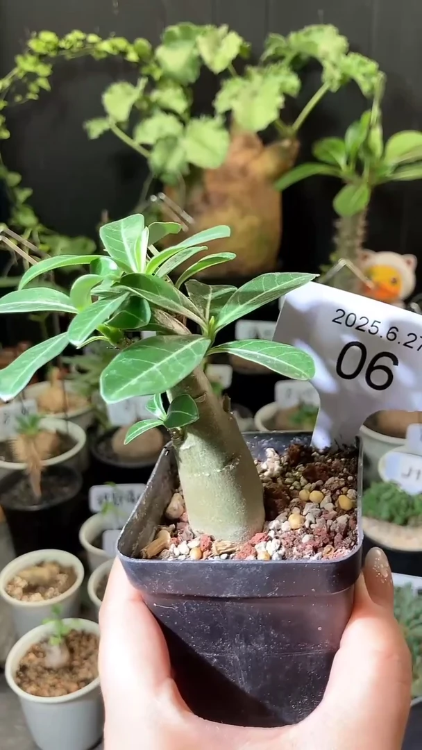 6号627始祖沙漠玫瑰带盆