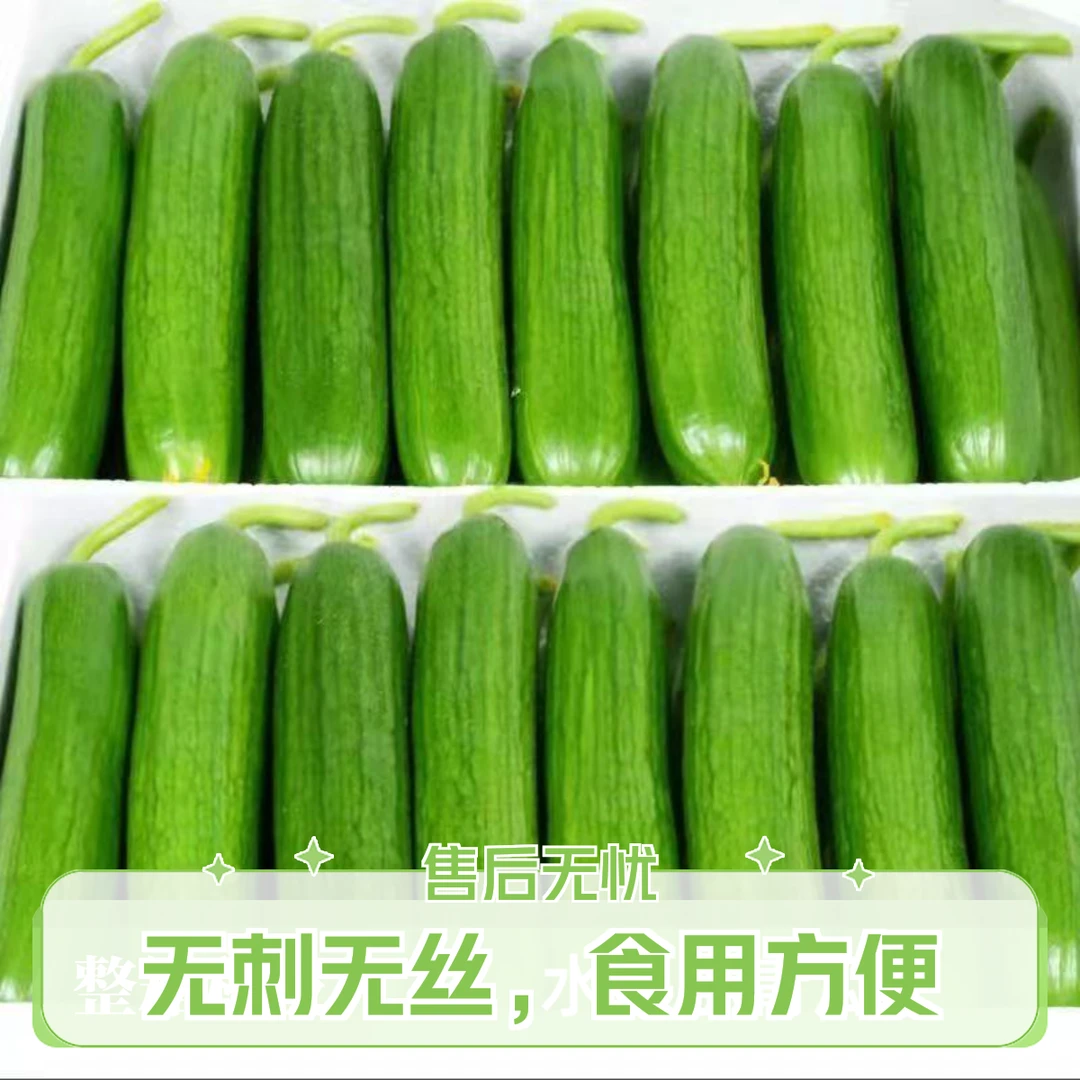 一整箱5斤水果黄瓜包邮无刺脆甜现摘现发锁鲜生吃如水果沙拉轻食