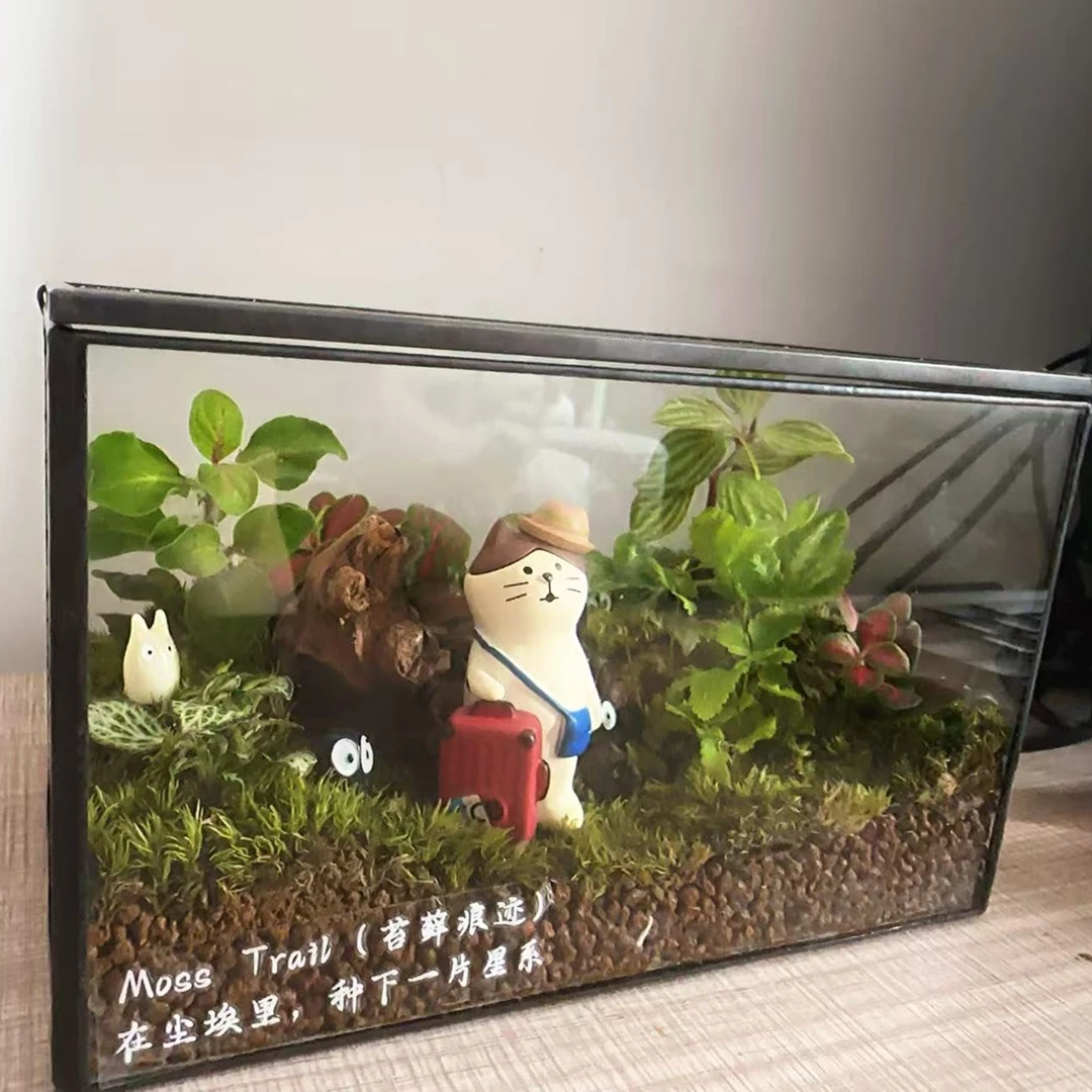 旅行的小猫（软萌萌的喵星人谁人不爱）苔藓微景观