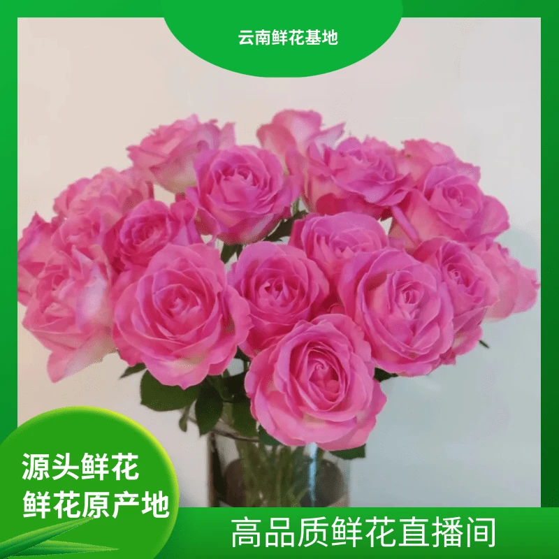 618好物节【糖果雪山】云南鲜花 任意两单升级冷链或空运到家