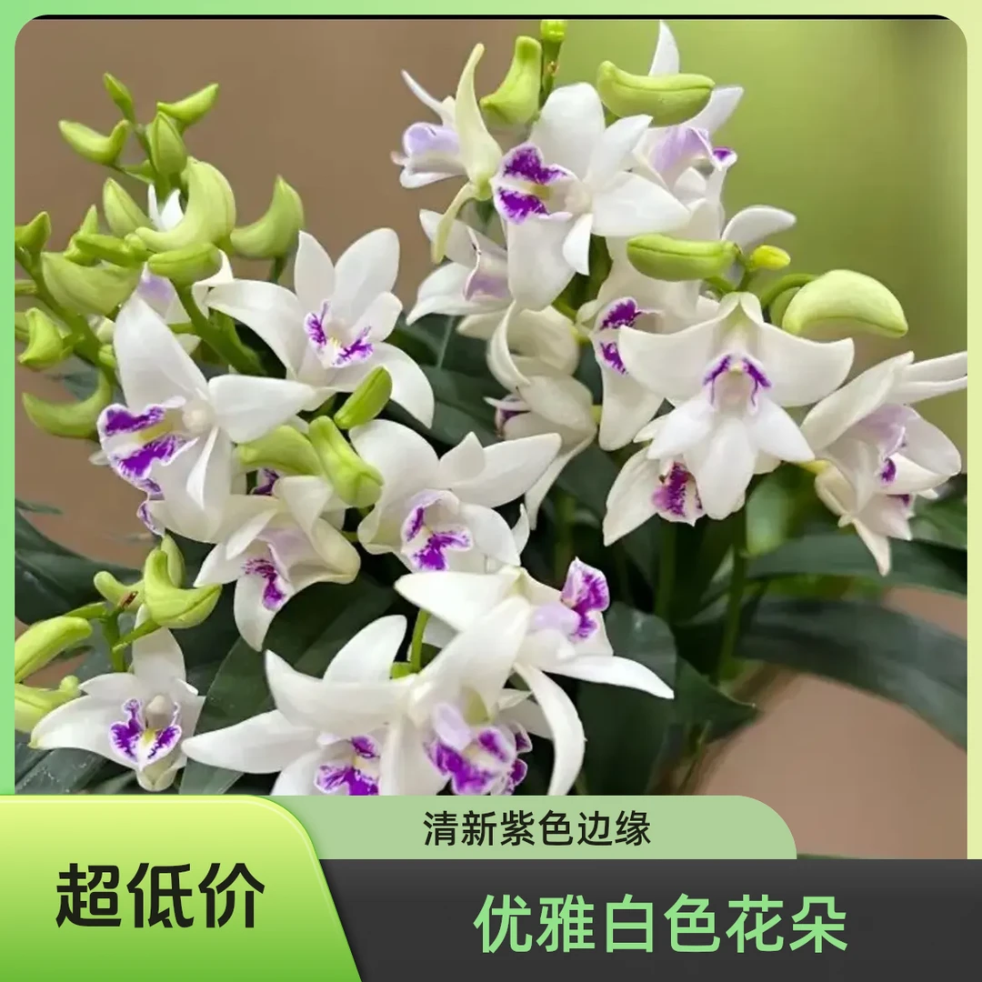 贵族品种【小白狐】澳洲香水石斛兰浓香勤花懒人款带花苞