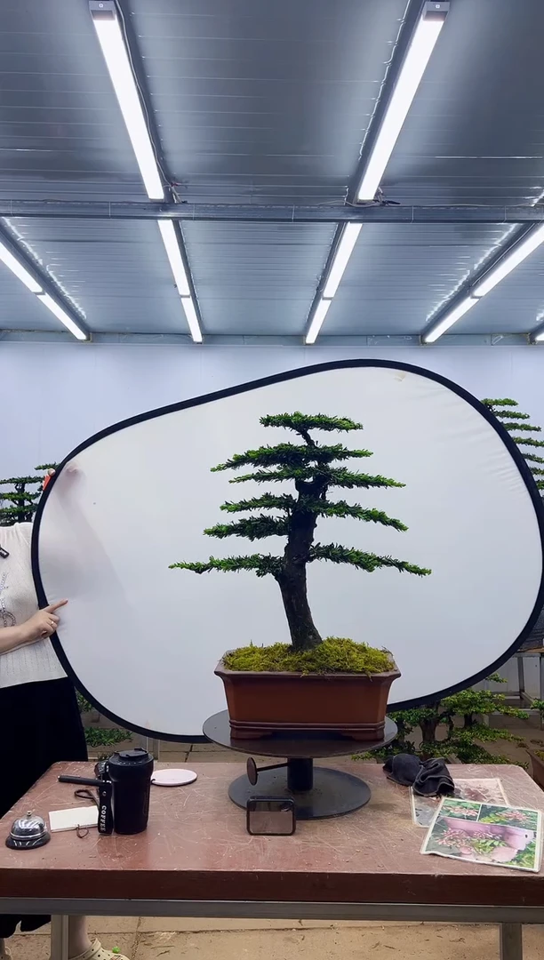 无花朵一物一拍，所见即所得