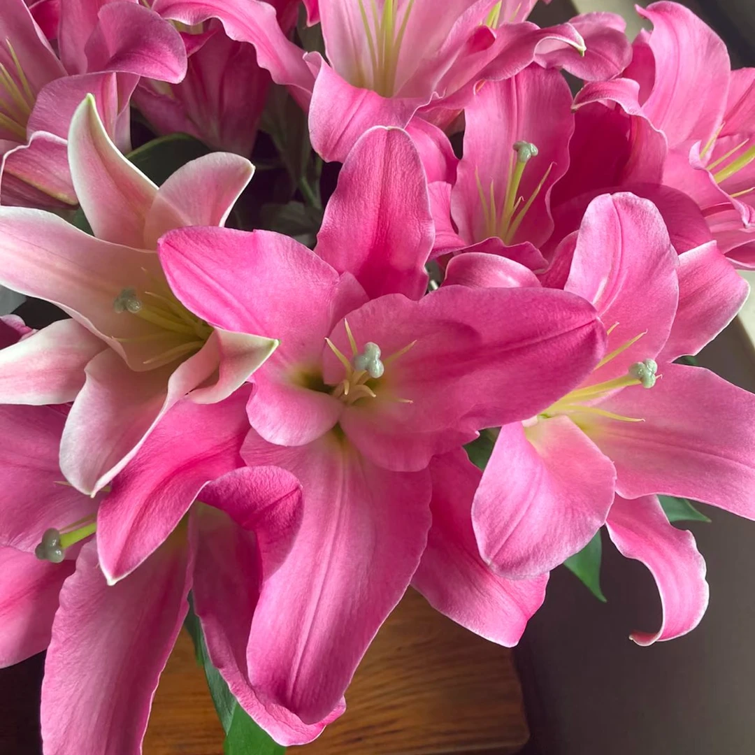 【大聪明卖花】阿凯德香水百合-任意2单鲜花包邮发货后不支持退款