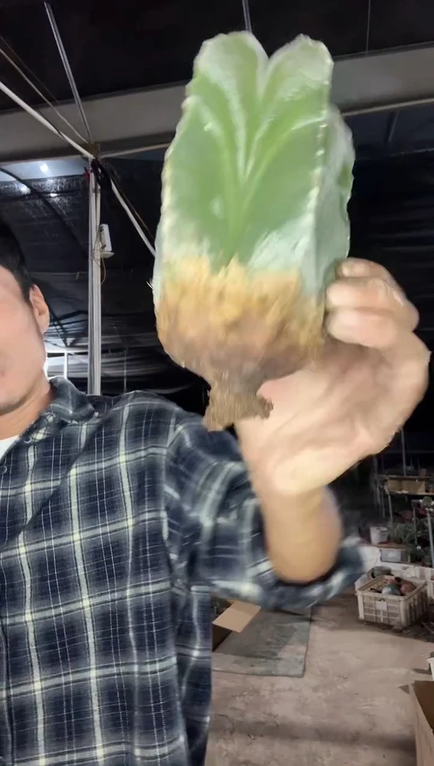 实生五棱白沙19.99