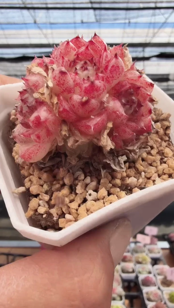 东云多肉园新款-233