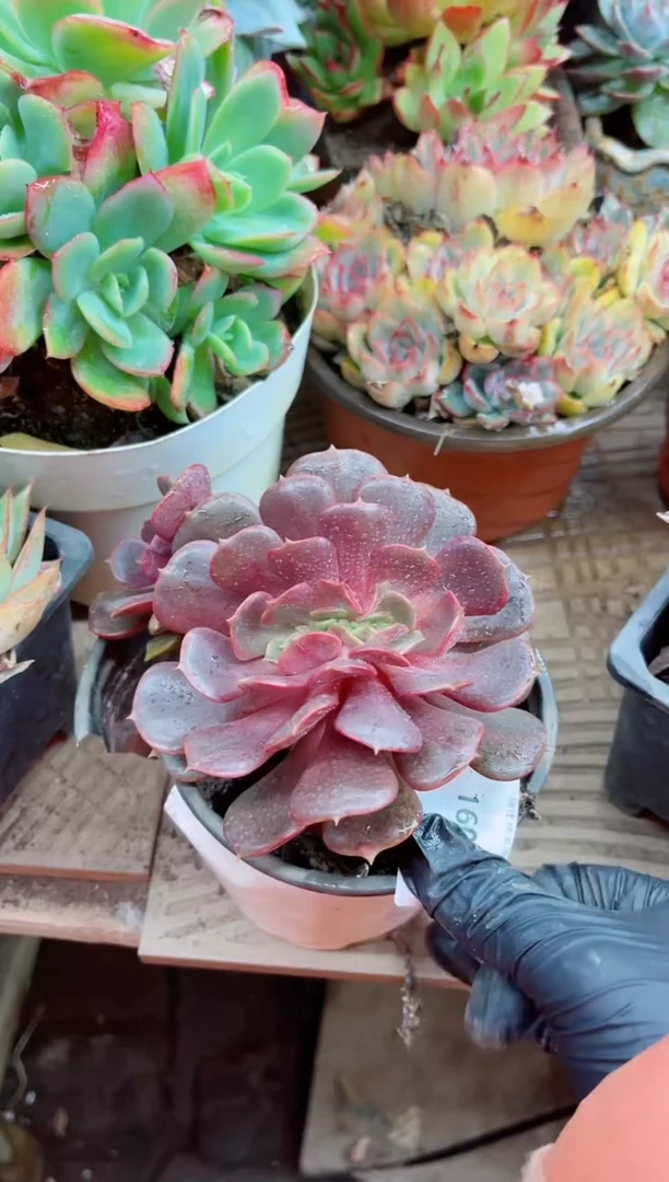 ~***~16024多肉植物一物一拍