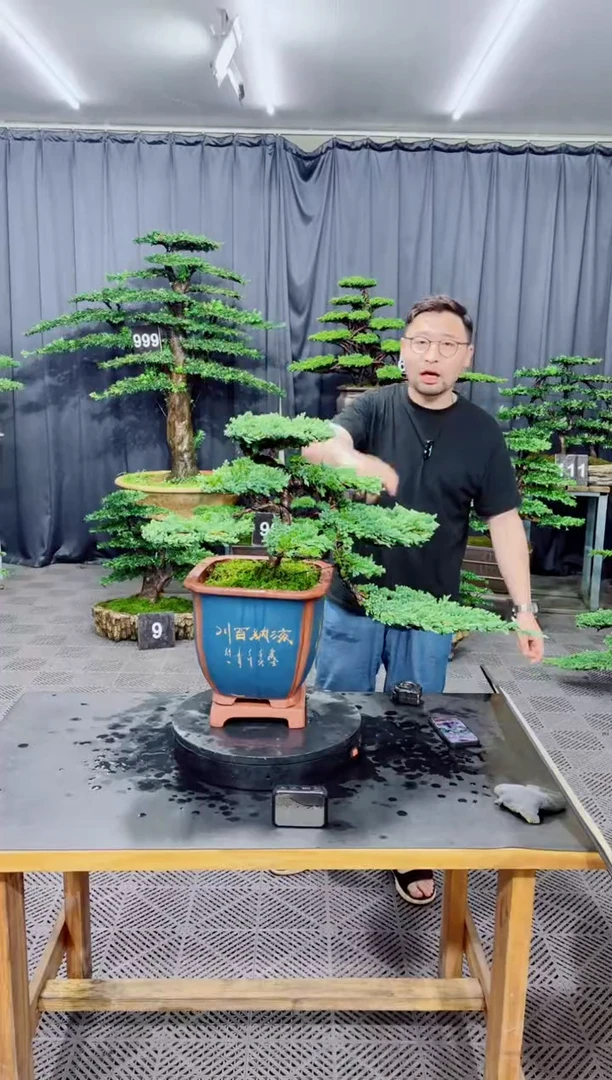 无花朵珍珠柏盆景.....