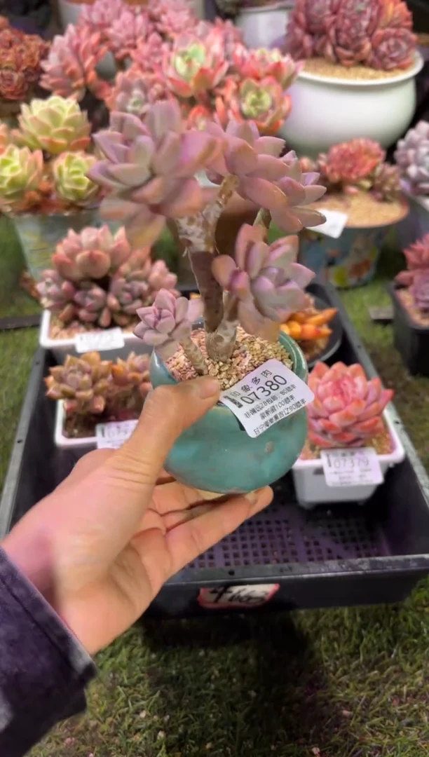 【闪购商品】07380脱土带盆