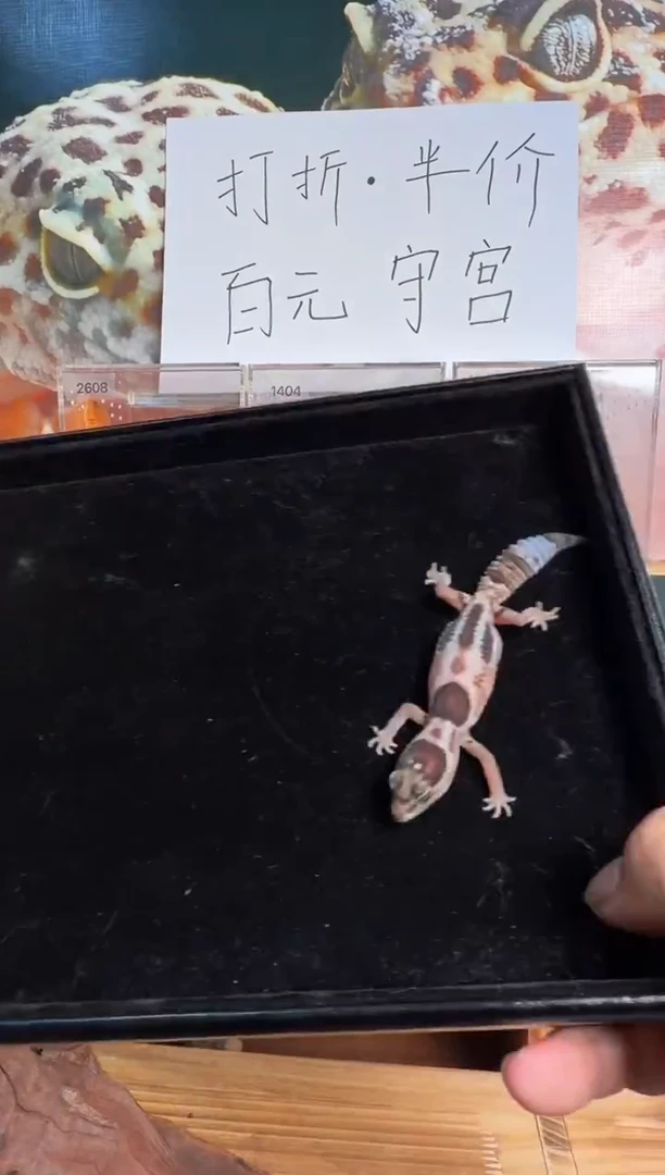 豹纹守宫肥尾守宫