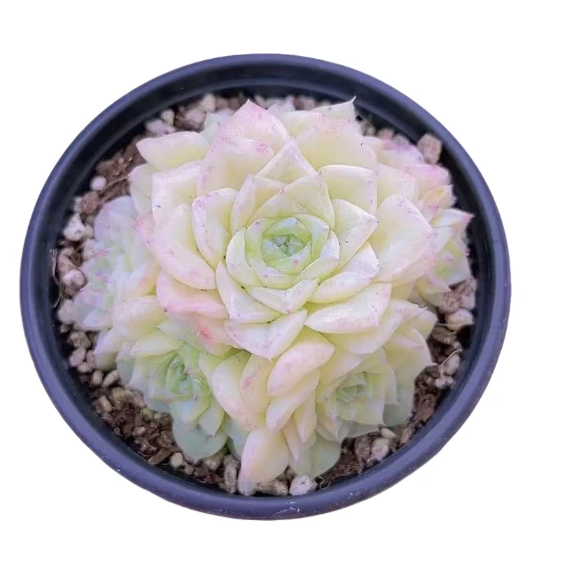 白天鹅带盆9cm（多肉植物）满19.9包邮 云南基地源头直发新手好养