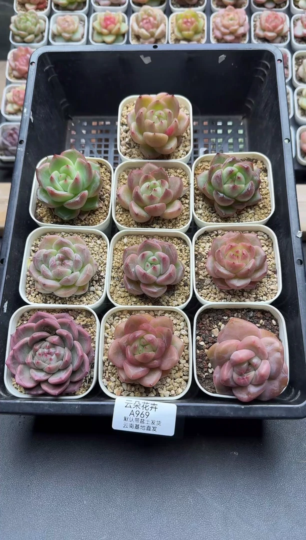 珍妮杂交多肉A969