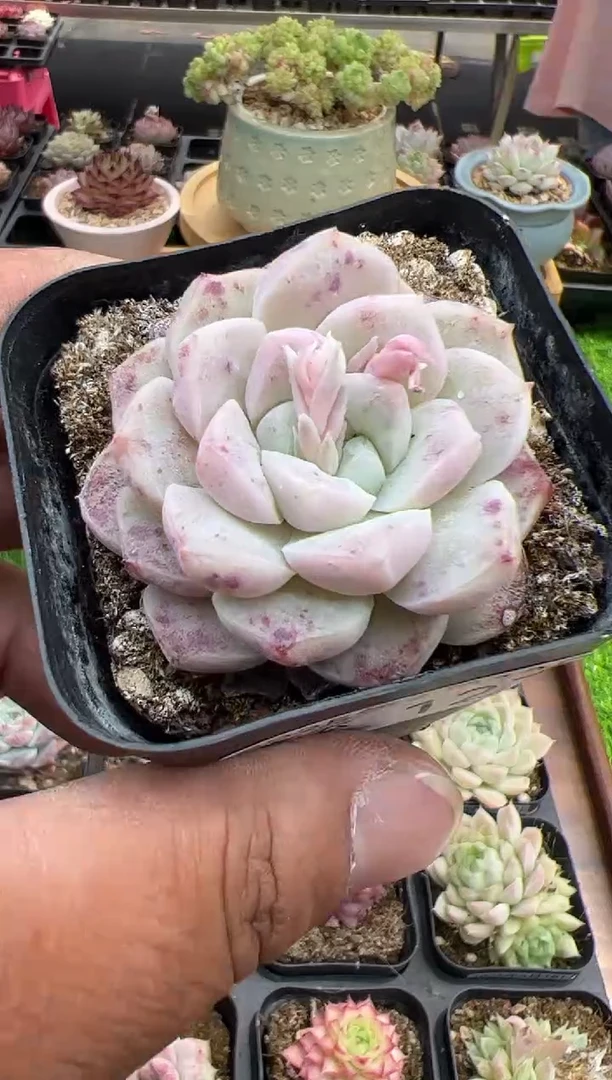 东云多肉园二店-127