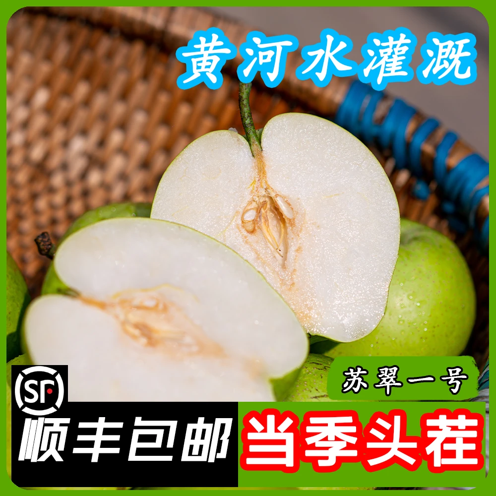 【顺丰包邮】新鲜采摘阳信苏翠梨口感清脆爽口细腻多汁酥脆现摘现发