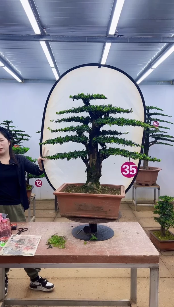 无花朵一物一拍，所见即所得