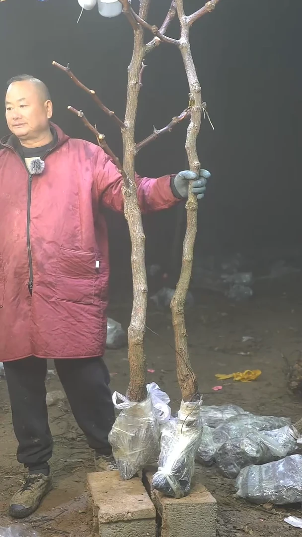完全开放太***笑枣树427