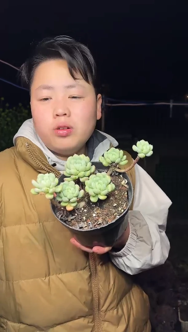 露养区多头老桩百达翡翠3.99