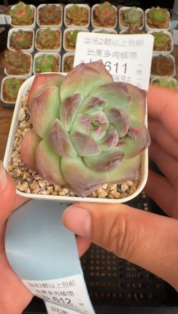 611b珍妮多肉(6.5cm杯）一物一拍 带盆土发