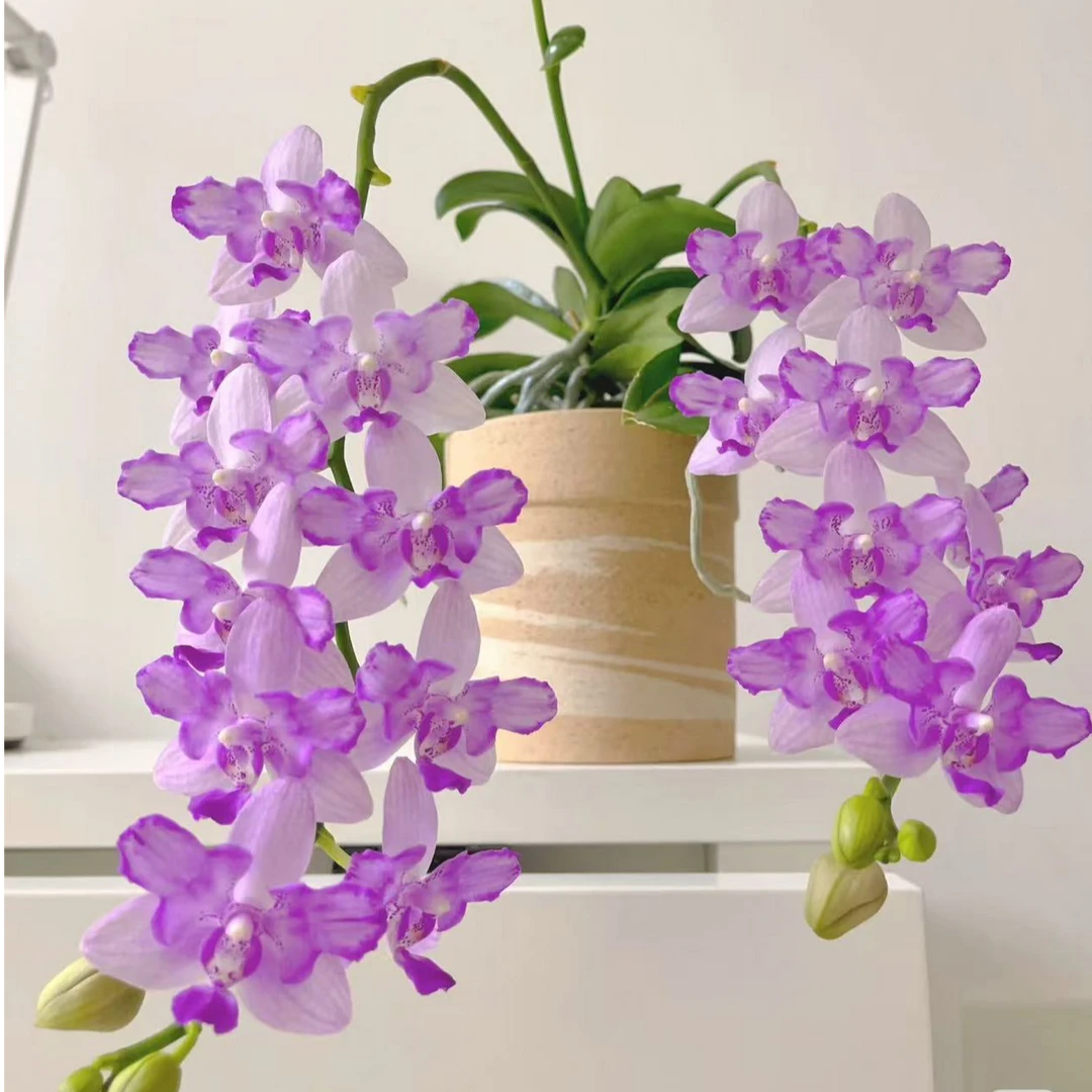 【紫水晶】带香味 爆花品种 紫水晶蝴蝶兰 不带花剑 新苗3.0加高杯