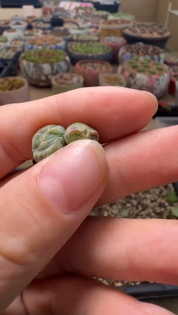 7-78多肉植物肉锥