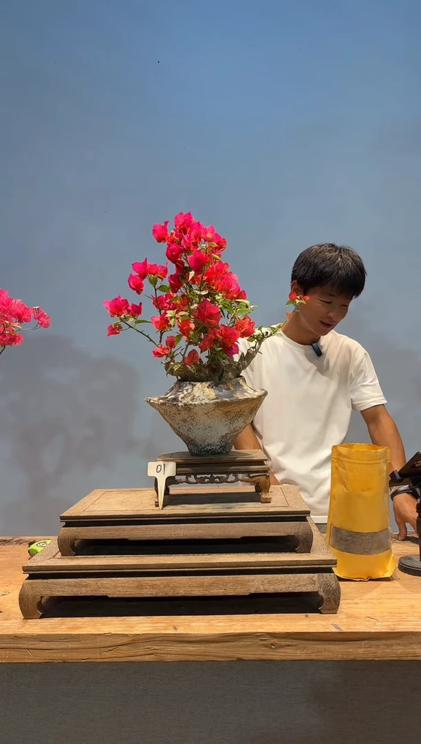 无花朵三角梅专场一物一拍1