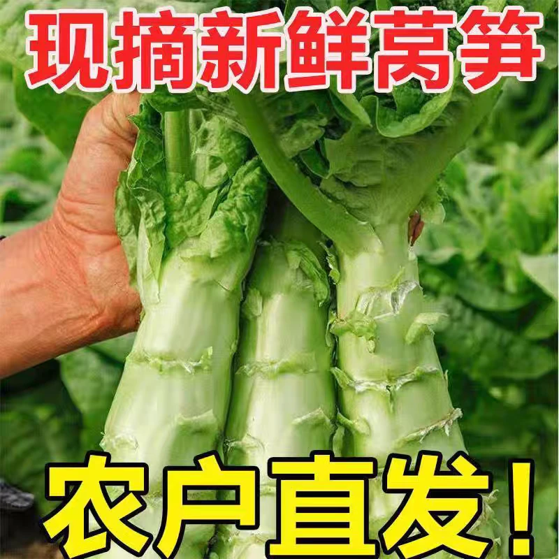 现挖农家自种新鲜小香莴笋当季新鲜绿色蔬菜青菜凤尾菜叶菜莴苣