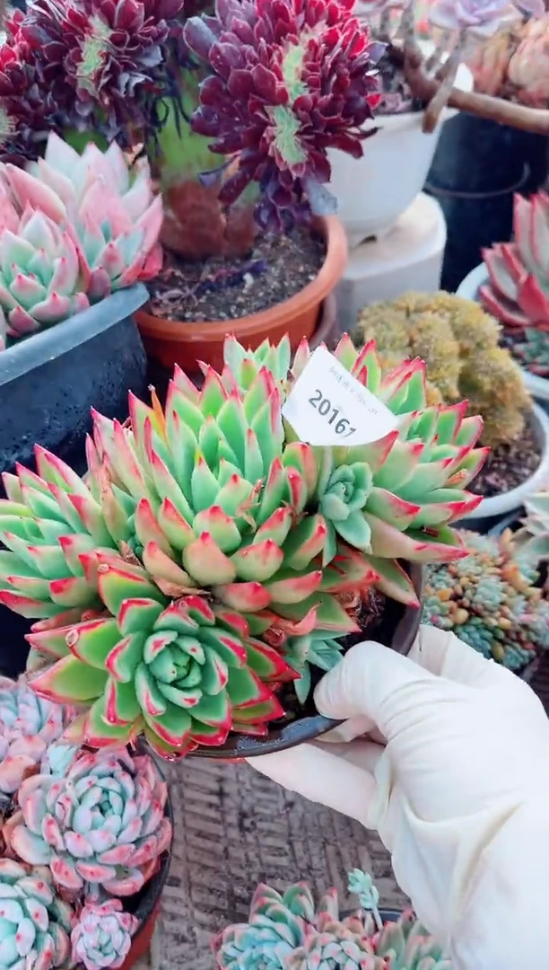 20161多肉植物一物一拍