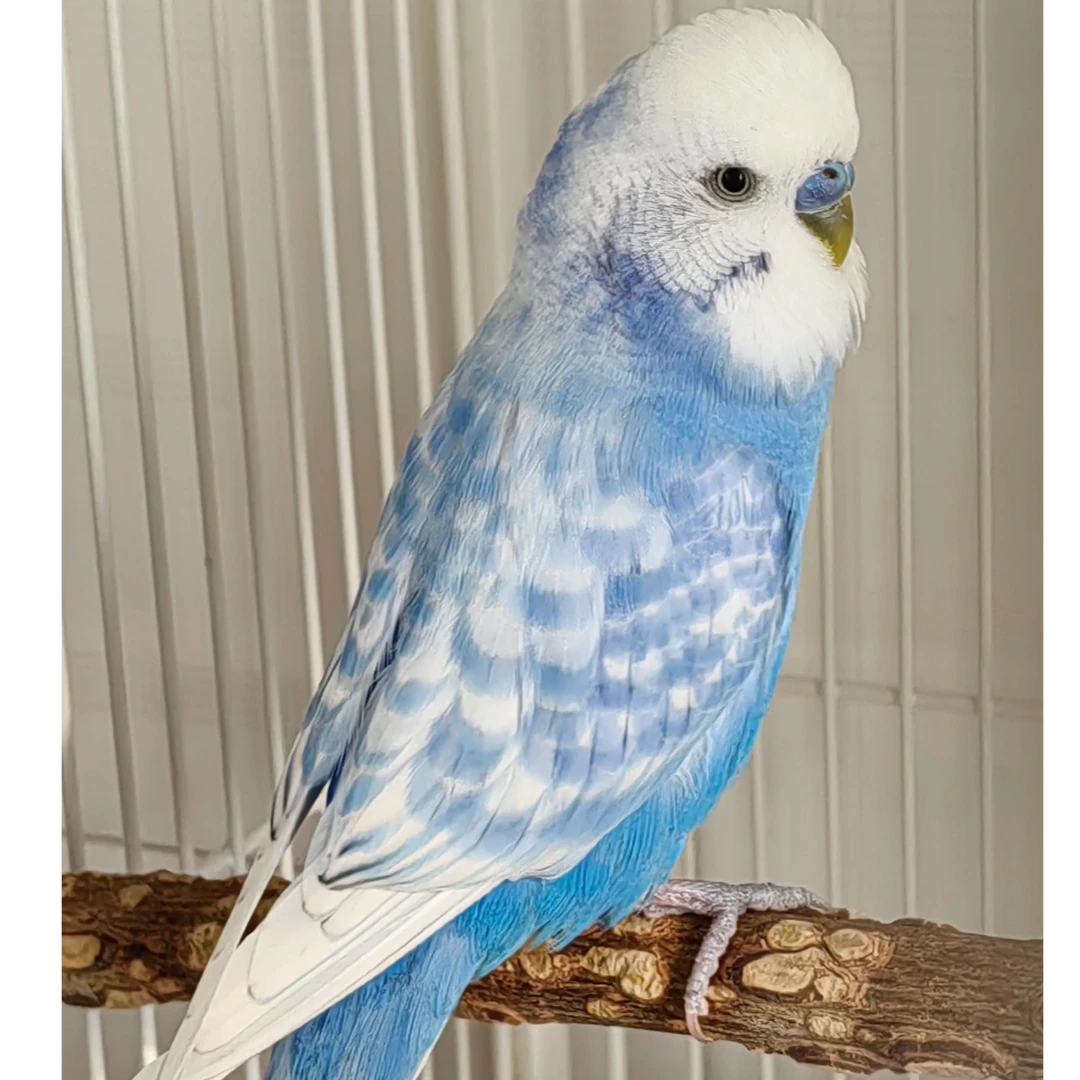 成年纯正大头虎皮 精品虎皮种鸟手玩鹦鹉可爱观赏鸟