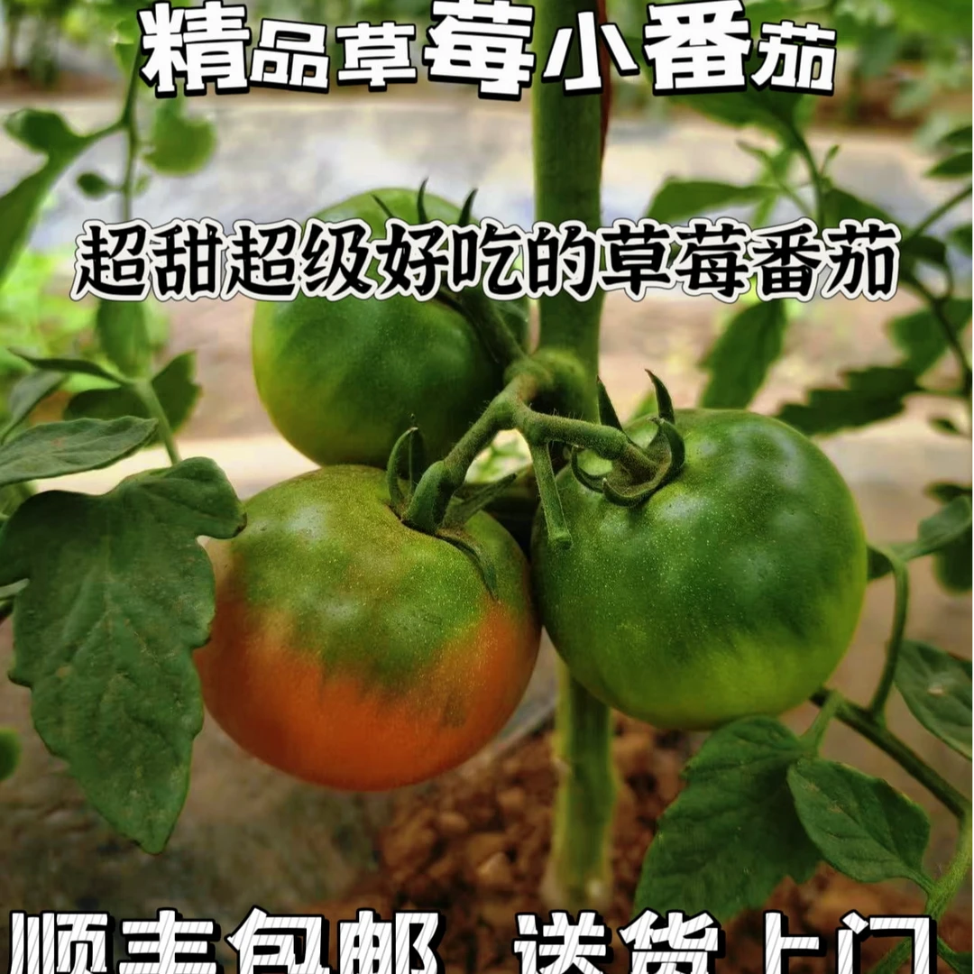 顺丰包邮新鲜铁皮草莓番茄草莓大小生吃现摘水果测糖超甜正宗本地