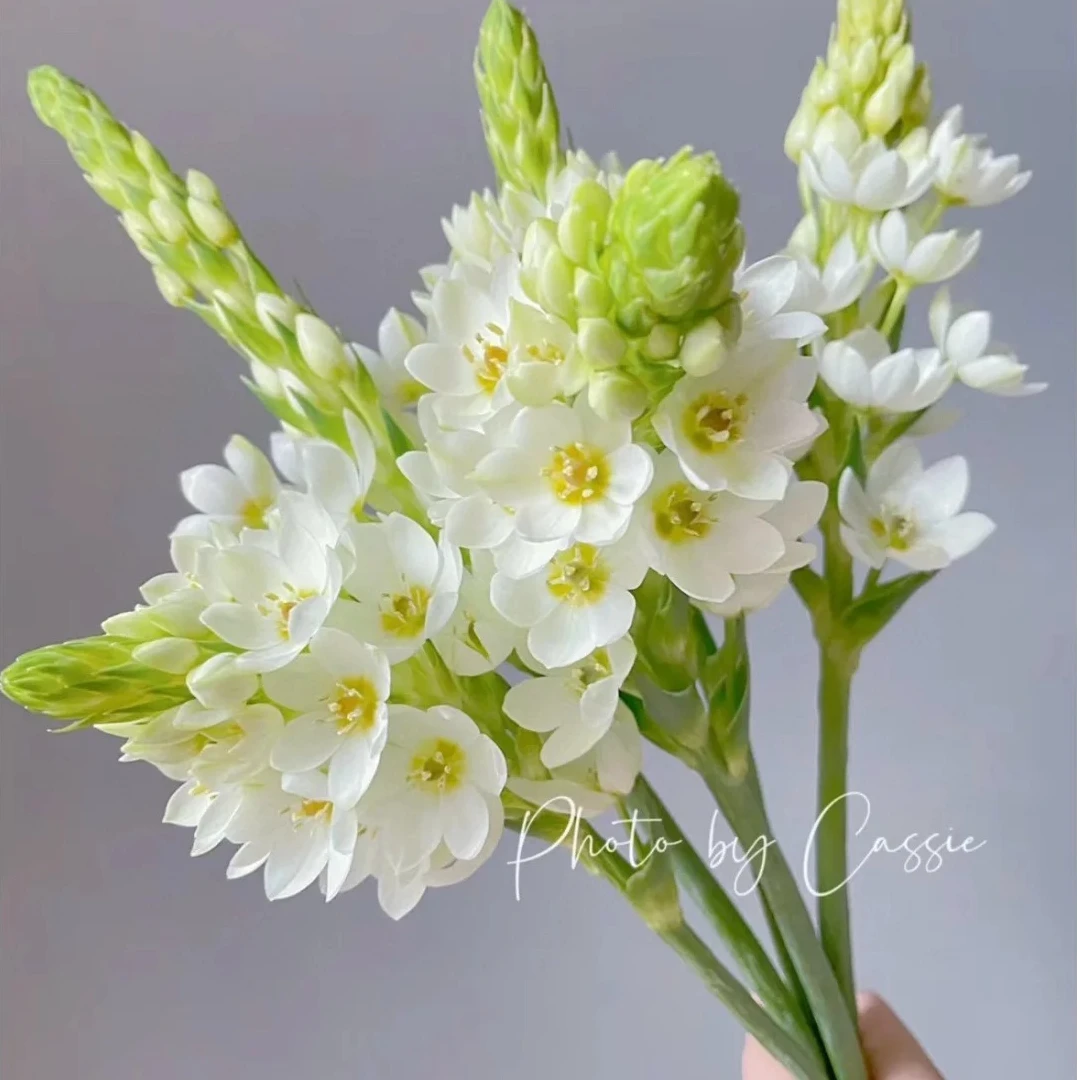 【5支圣心百合】家居生活鲜花川渝地区次日达昆明基地鲜花批发包邮