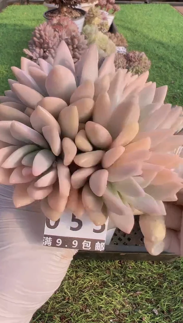 【闪购商品】信福多肉一物一拍