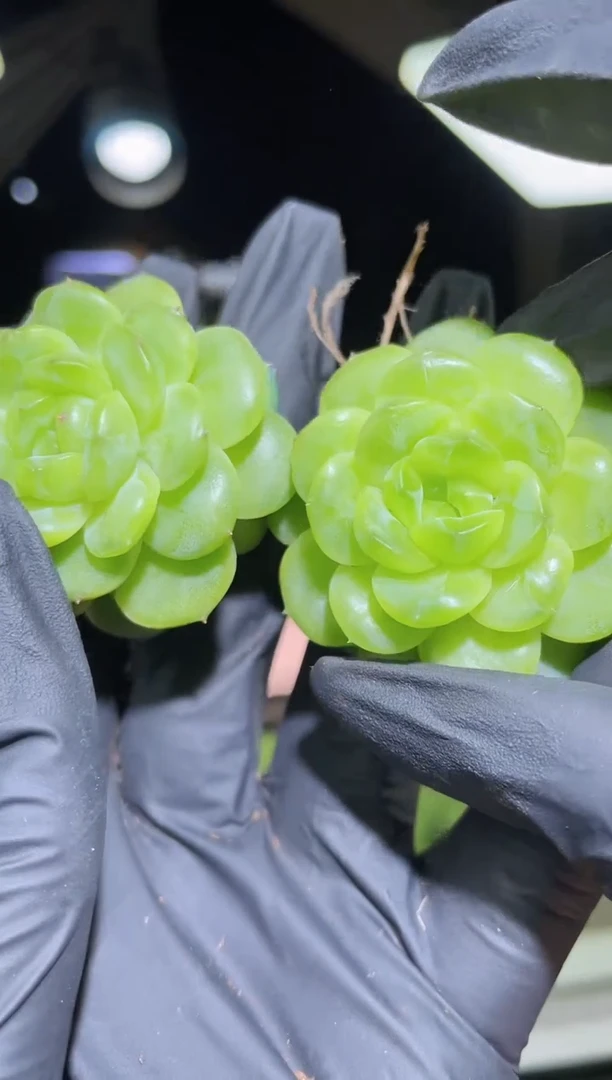 闪购2258   没名字多肉一颗   4-4.5厘米