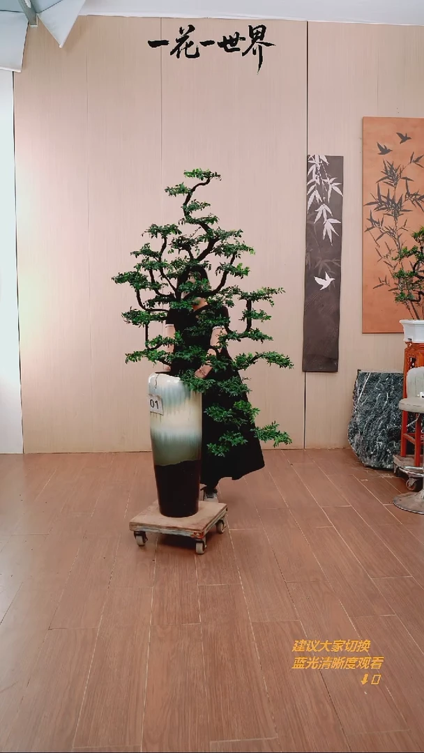 完全开放苏****?小叶紫檀