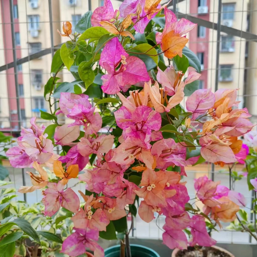 三角梅袋苗品种 包对版