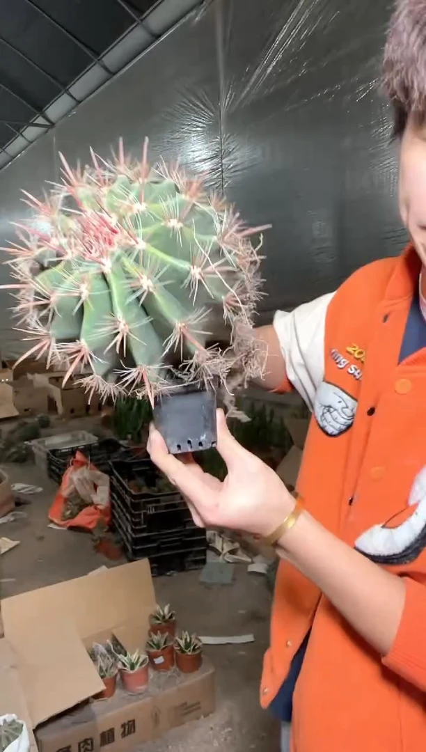 【实生根】 大红虎