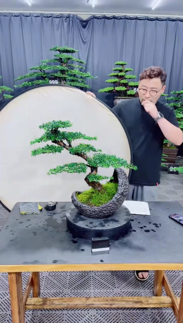 无花朵罗汉松盆景.....