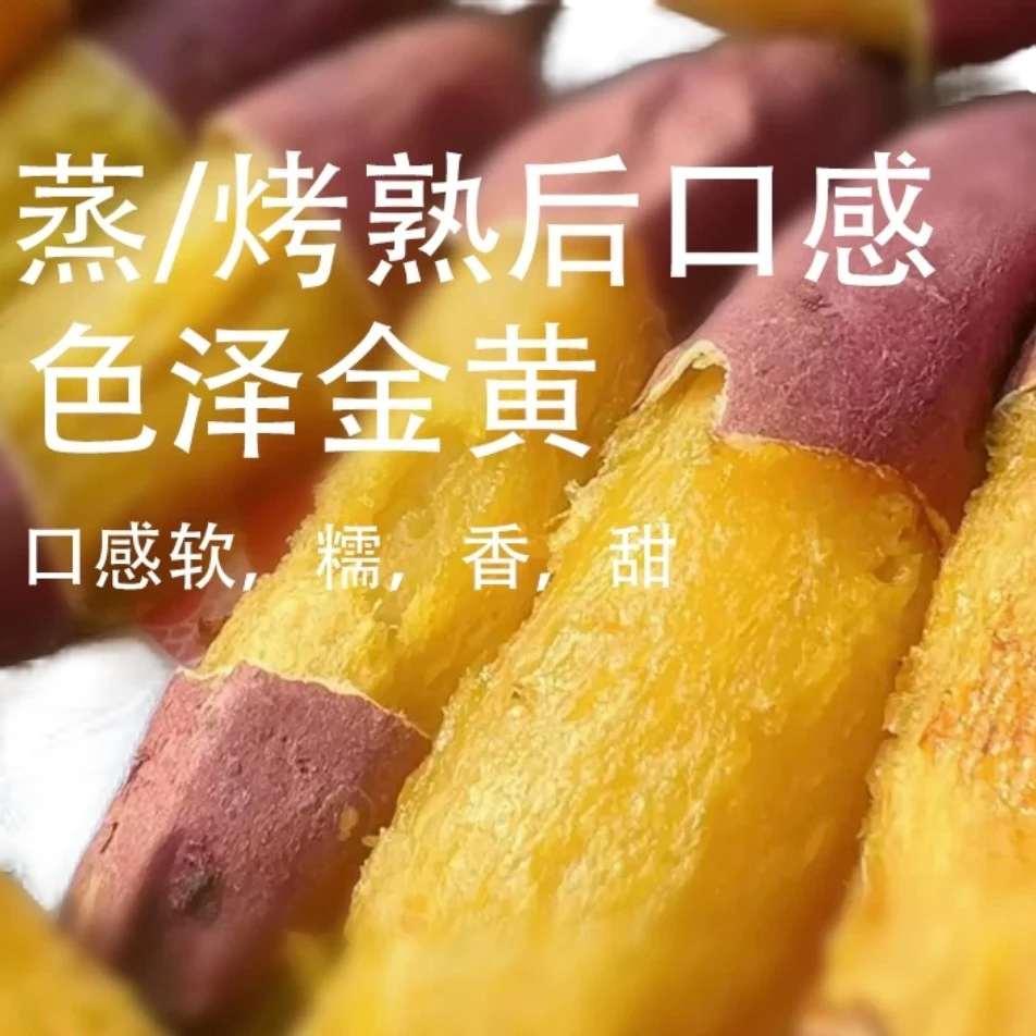 正宗天津宁河岳龙镇红瑶蜜薯香甜软糯新鲜已糖化