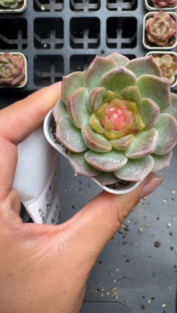 224N当天拍3颗包柚 脱土发纸巾打包 云禹花卉 珍妮多肉植物