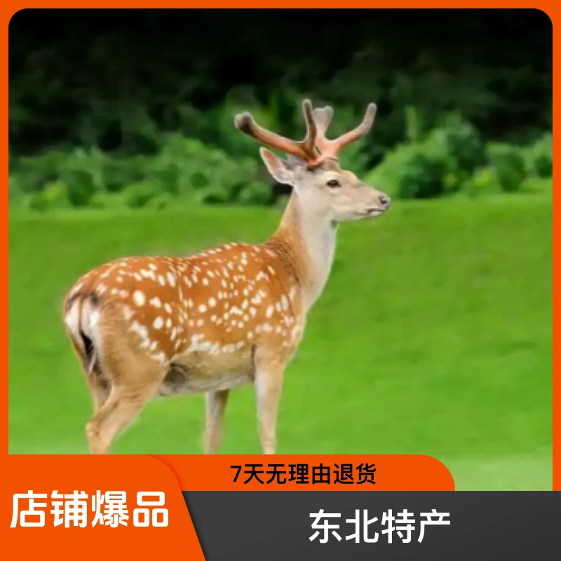 鸿鹿祥东北特产鹿茸小营养泡酒煲汤炖肉
